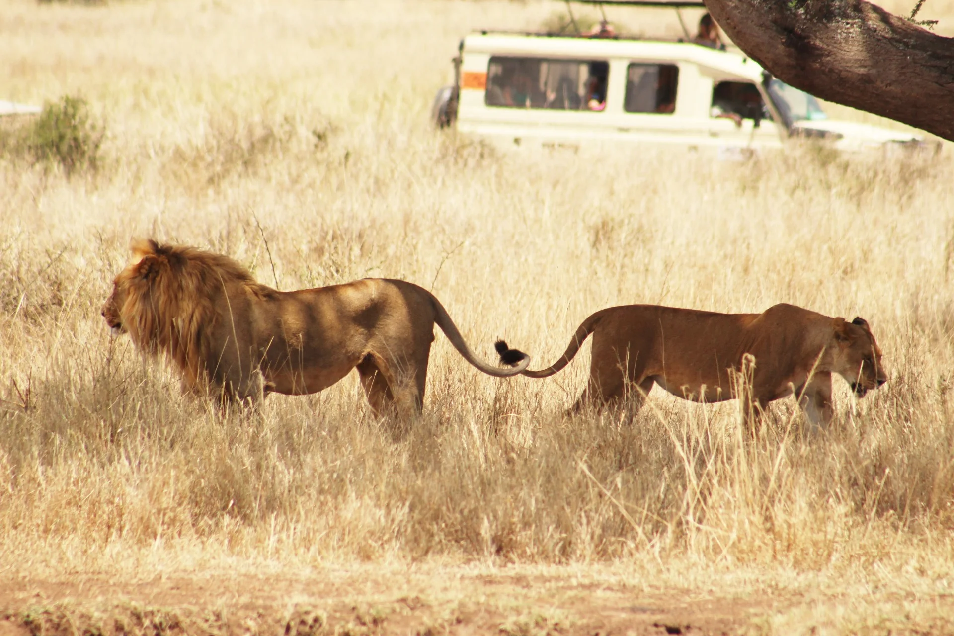  I was very pleased to get this shot of the lions with entwined tails. 