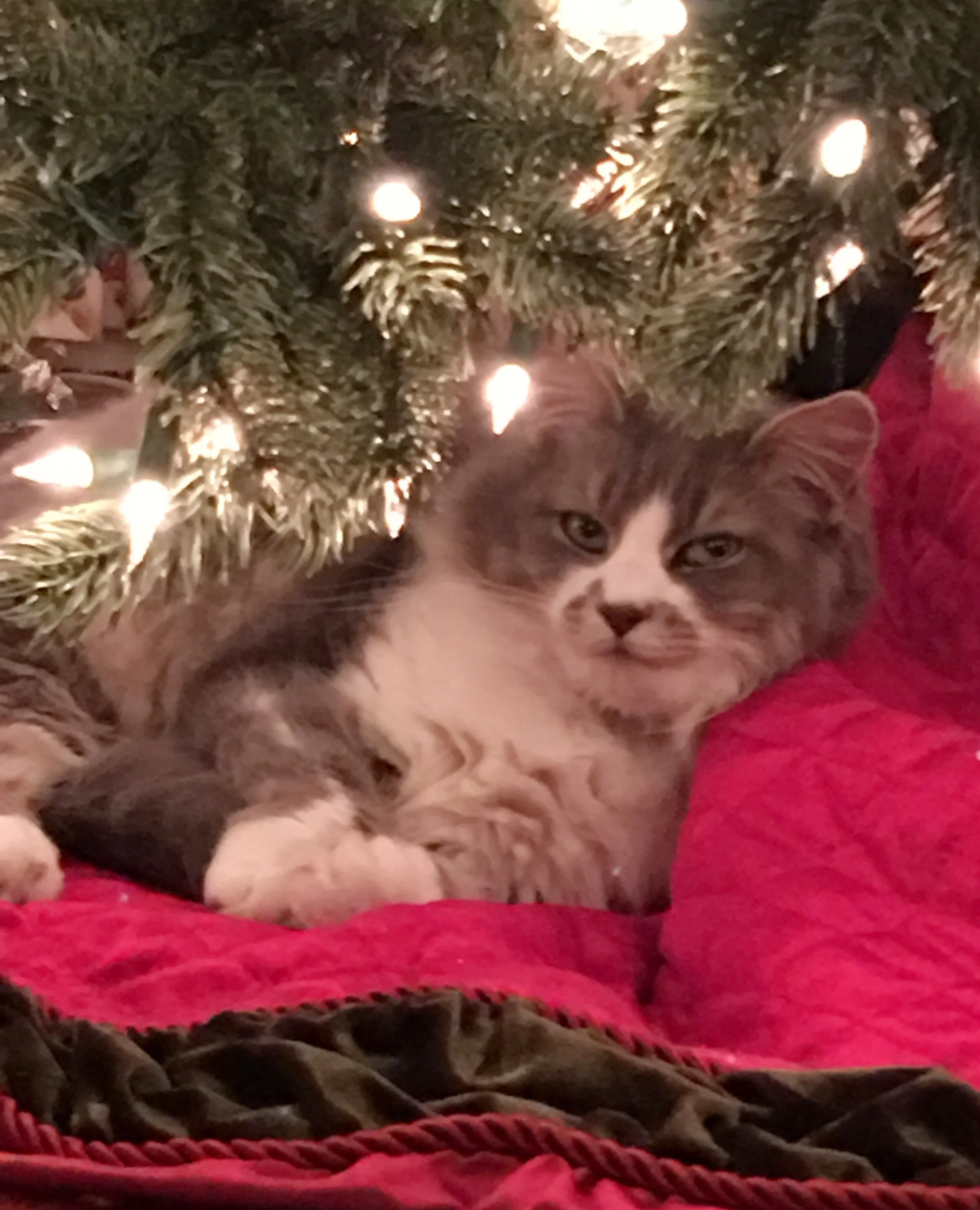  Daisy enjoyed the Christmas ambiance under the tree. 