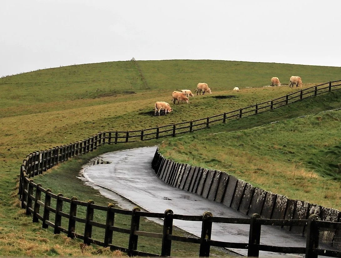  On the drive to the Cliffs of Moher we came across these cows who looked like they were posing for the camera. 