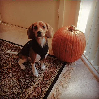 Chewy