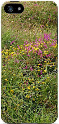 Field of Irish Wildflowers