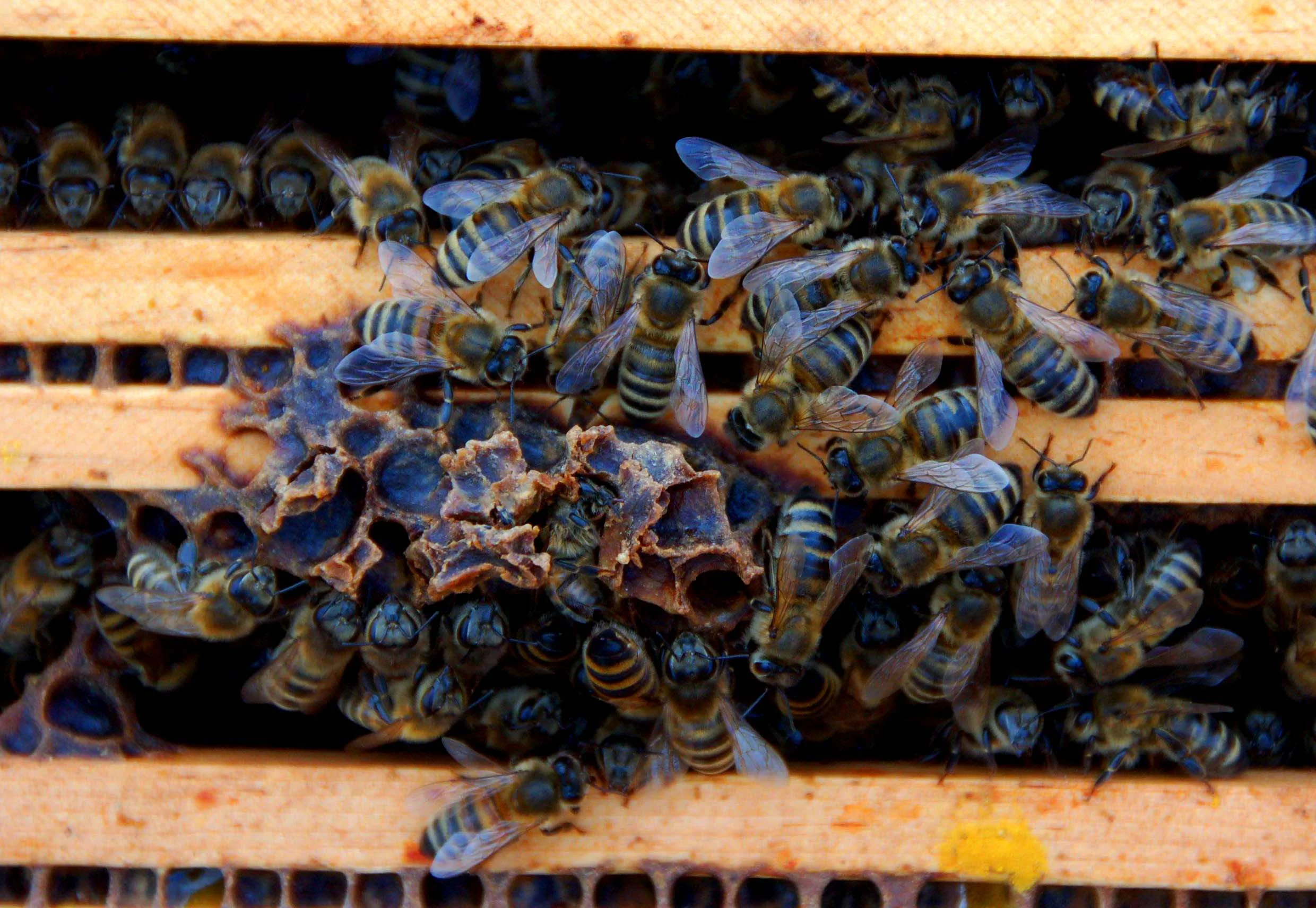 bees, cropped but not resized.jpg