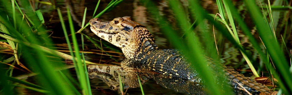 The rare caiman negro. It's black skin is particularly popular for shoes and purses.