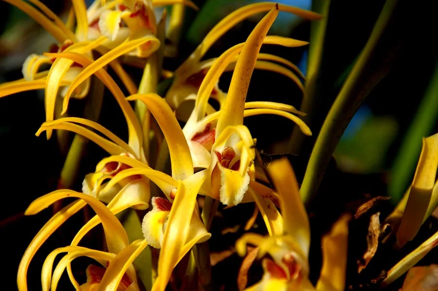 Wild swamp orchid. Unidentified.