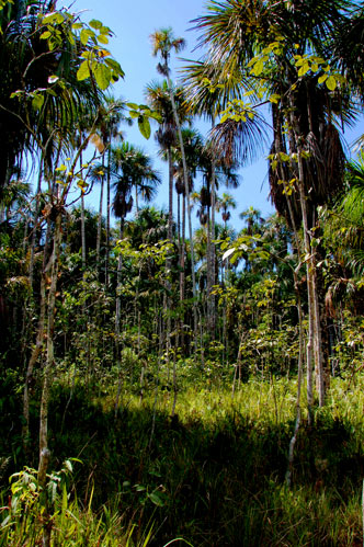 Aguajal (Home of the 26 foot anaconda!)