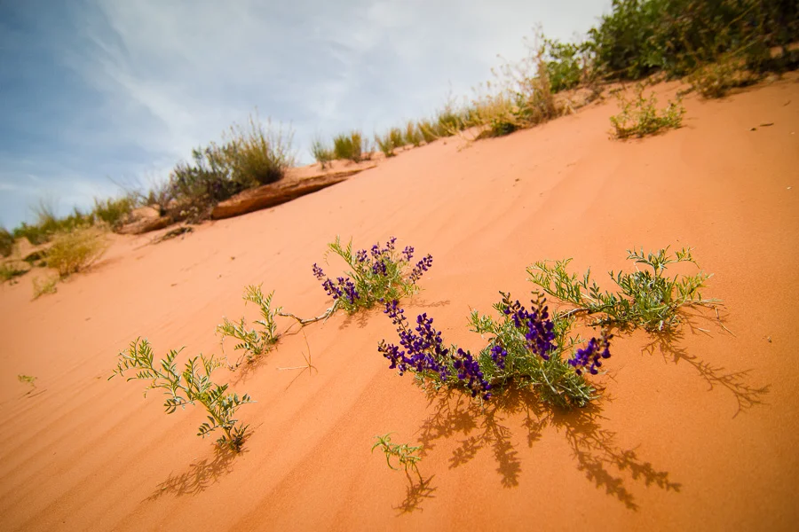 The desert was bursting with blooms upon our arrival.