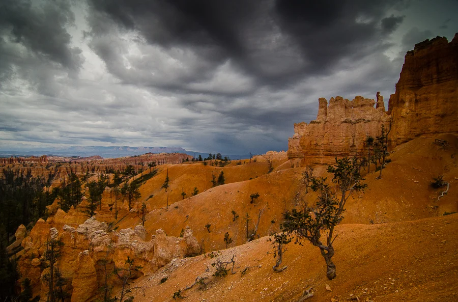 Hoodoos and ancient trees.