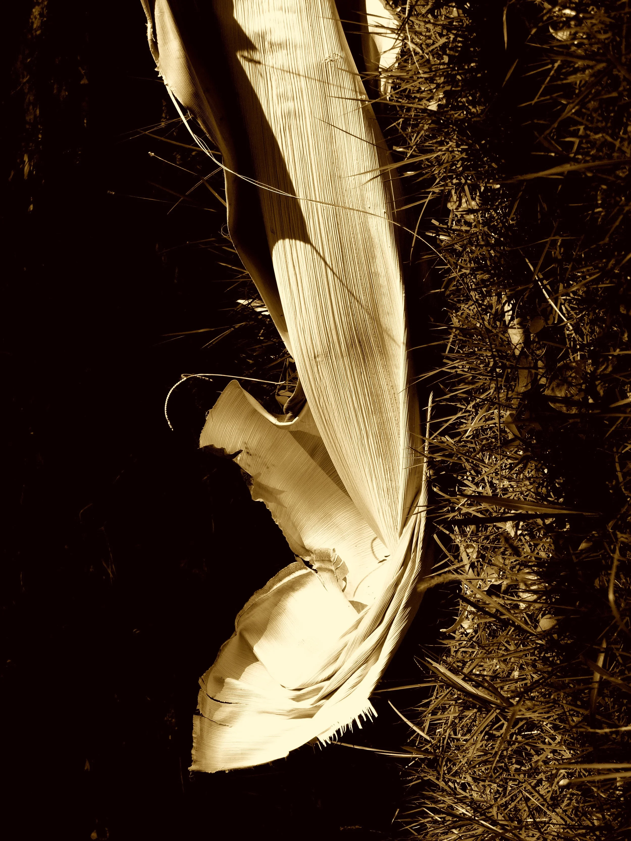 ...modela pássaros.