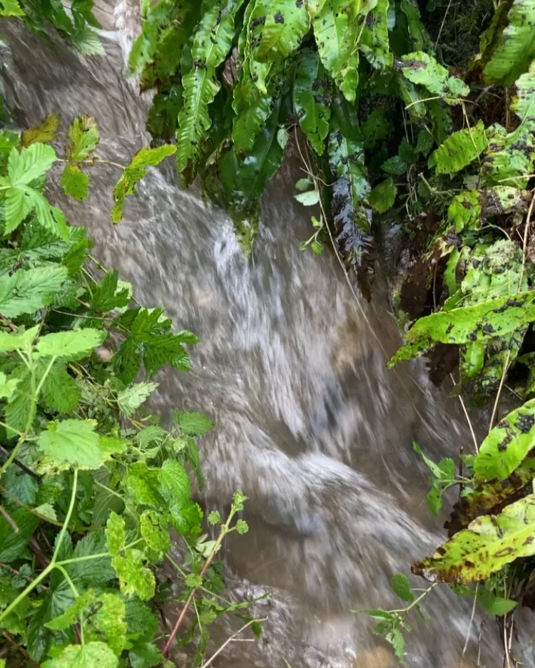 The Voice of Nature: speaking from nature’s perspective.