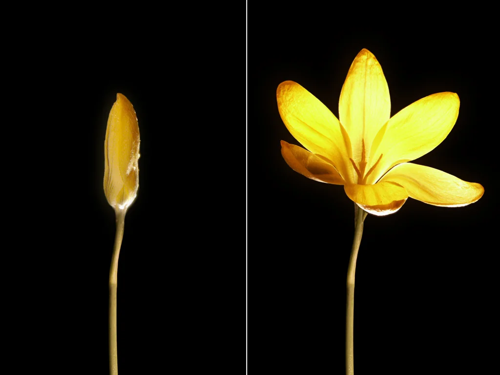 The yellow crocus responds to a temperature shift from cold to warm. This blossom was plucked on a cold night and had fully opened in less than an hour when brought into a warm room. 