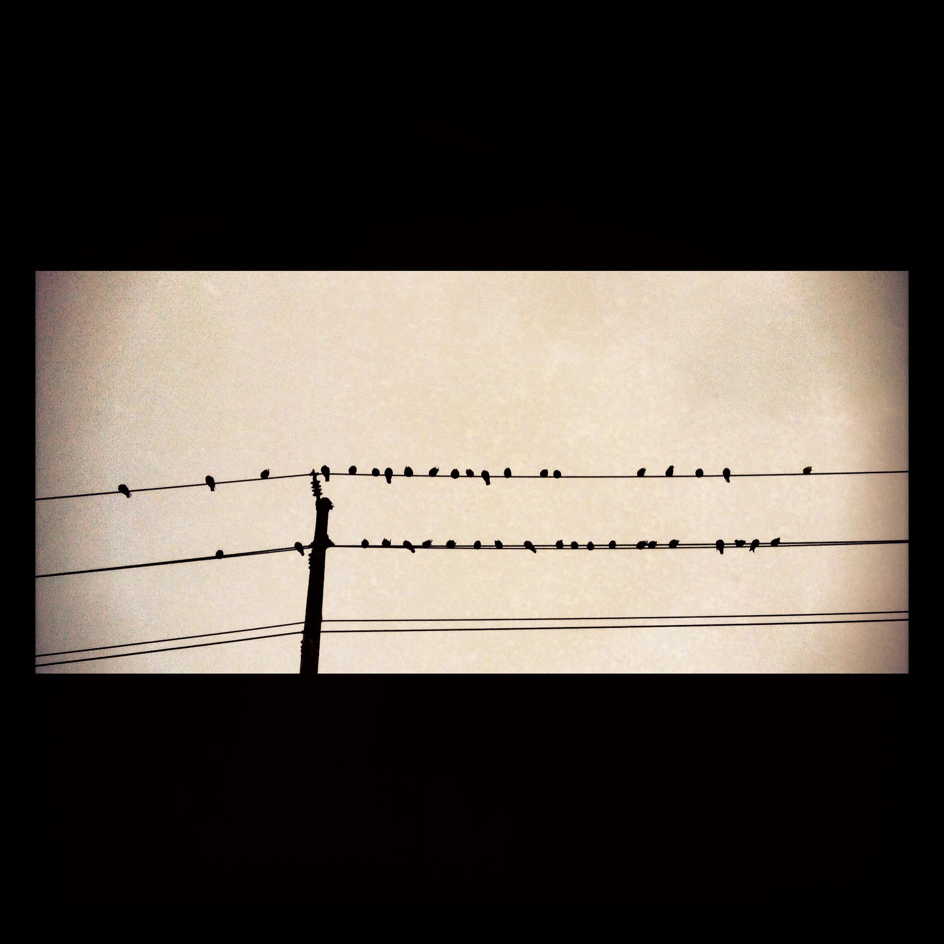Birds in Rows