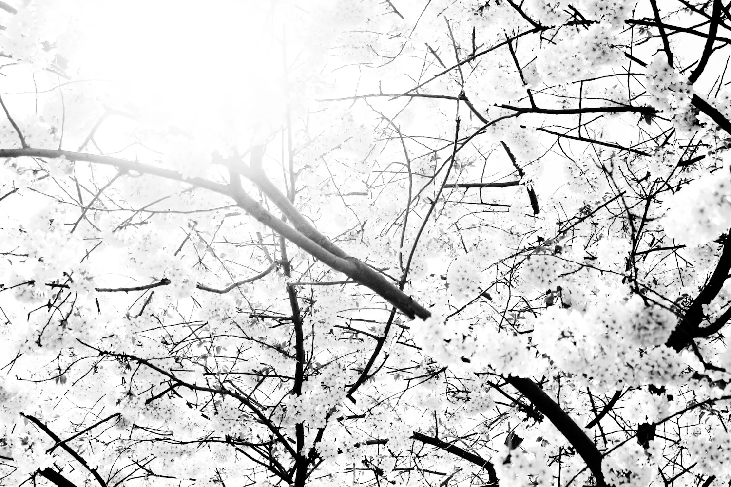 Wilderness (4 of 5).jpg