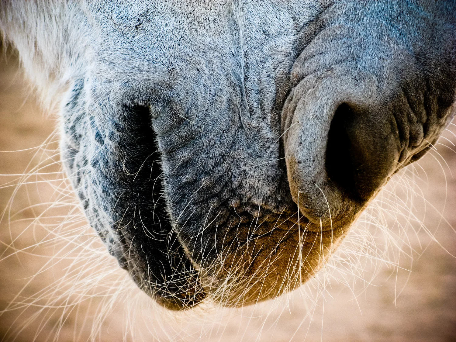 Fauna (5 of 6).jpg