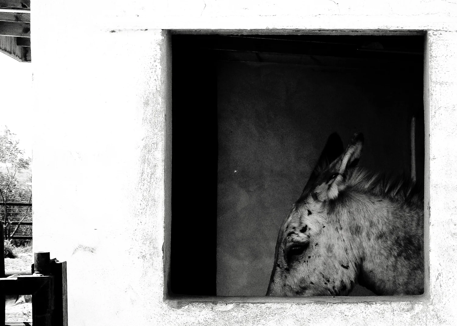 Fauna (6 of 6).jpg