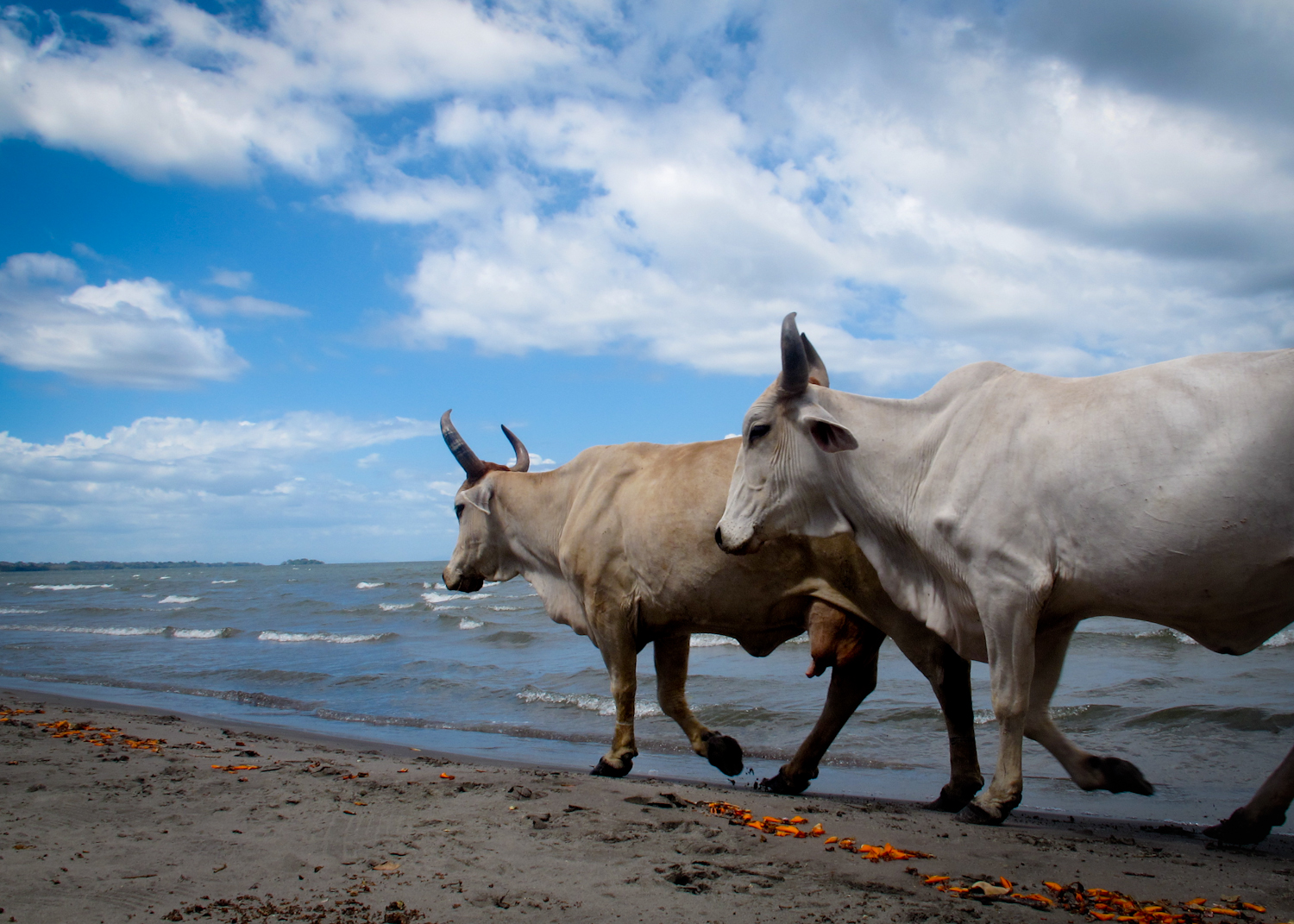 C. Nicaragua (63 of 548).jpg