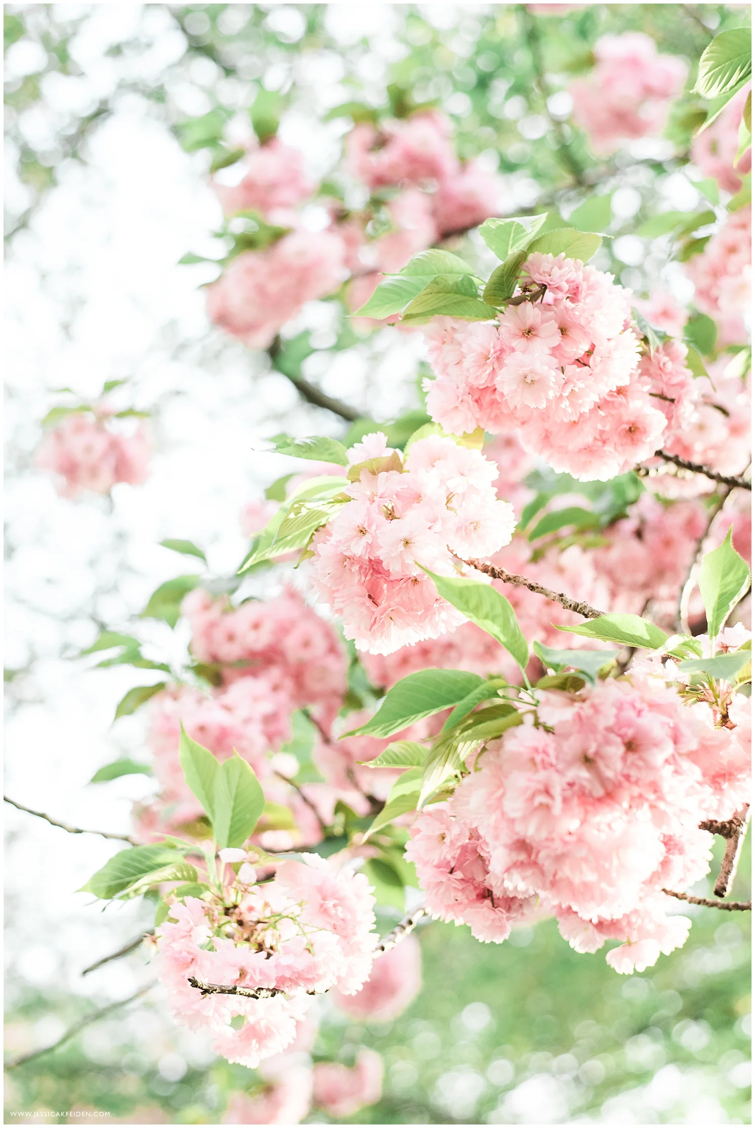 Jessica K Feiden Photography_Central Park NYC Engagement Session_0003.jpg