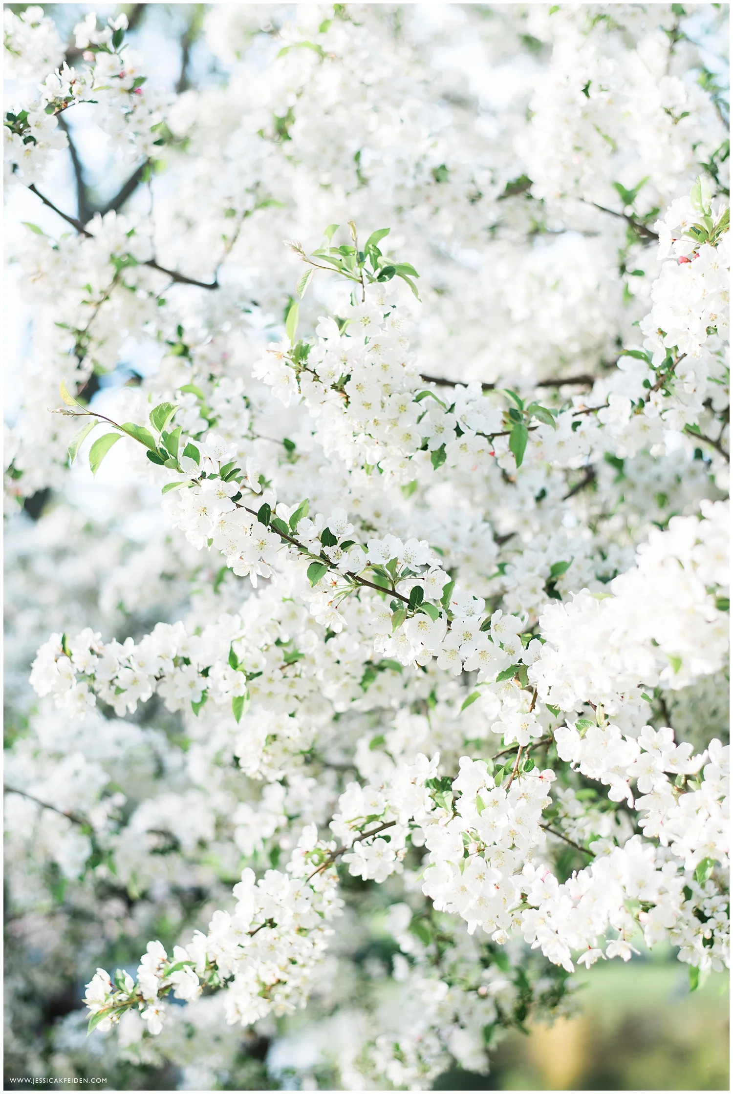 Jessica K Feiden Photography_Larz Anderson Park Engagement Session Photographer_0001.jpg