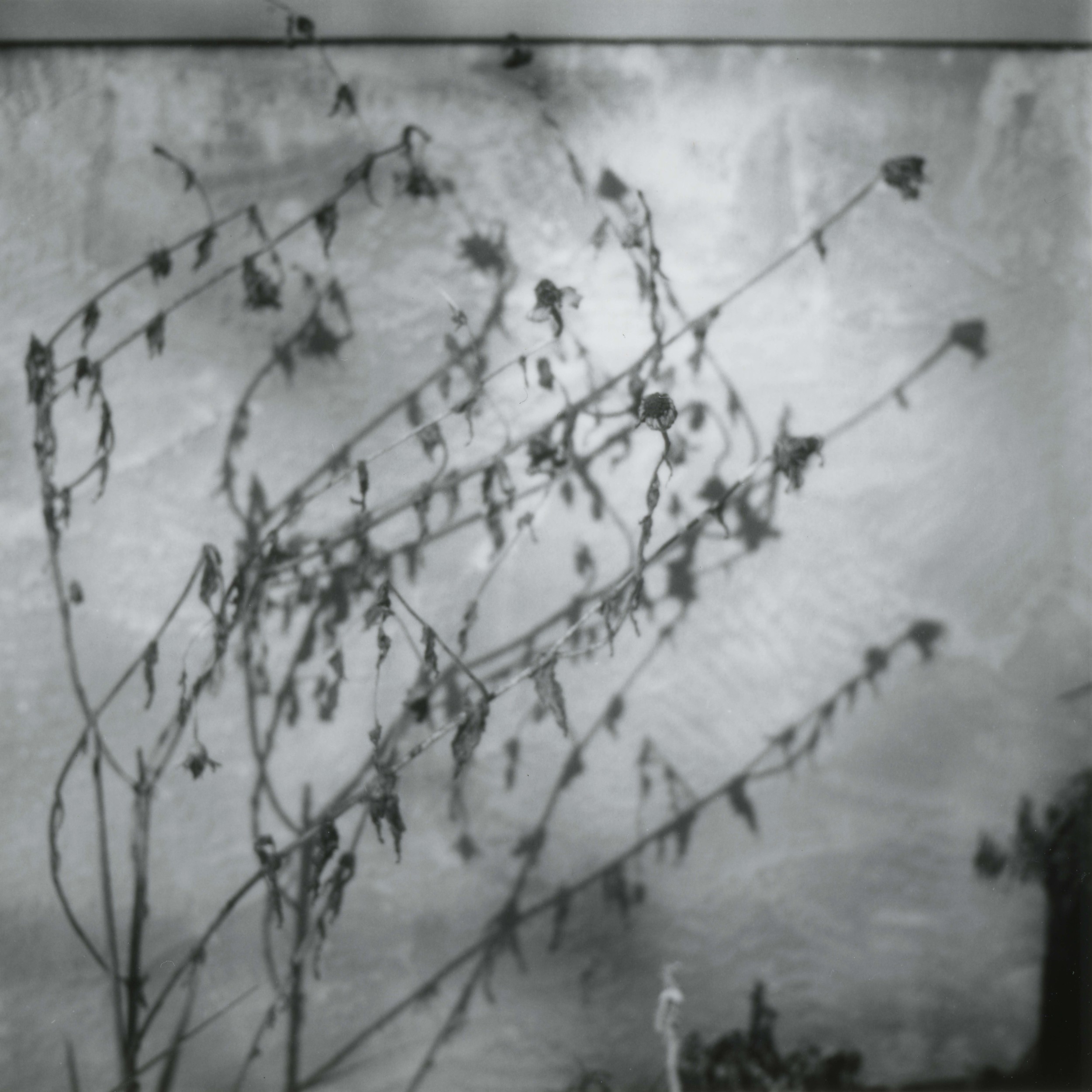 lull'd me asleep, toned silver gelatin print, 7cm x 7cm, Powell, Ohio, 2013