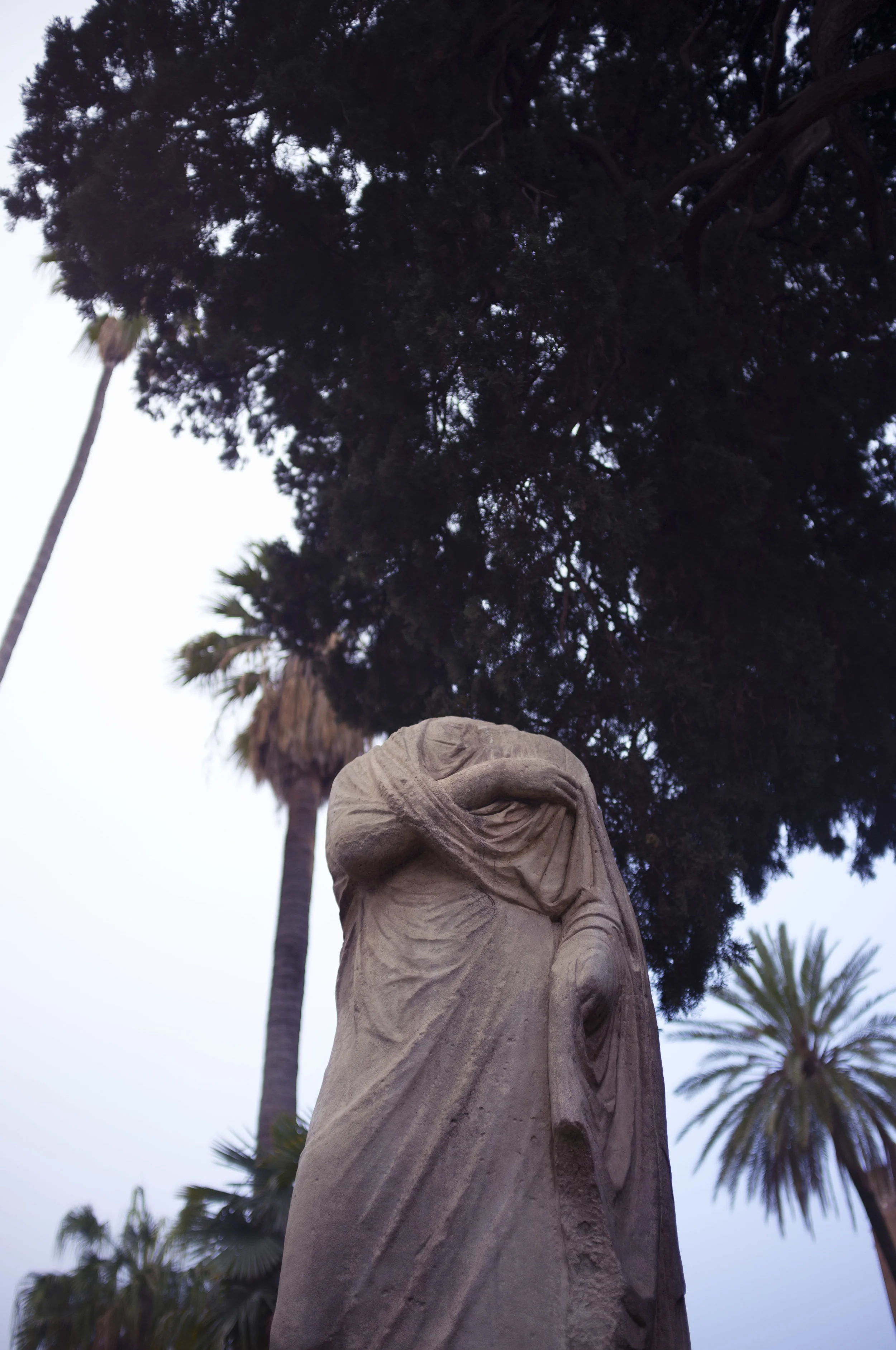 tree head.jpg