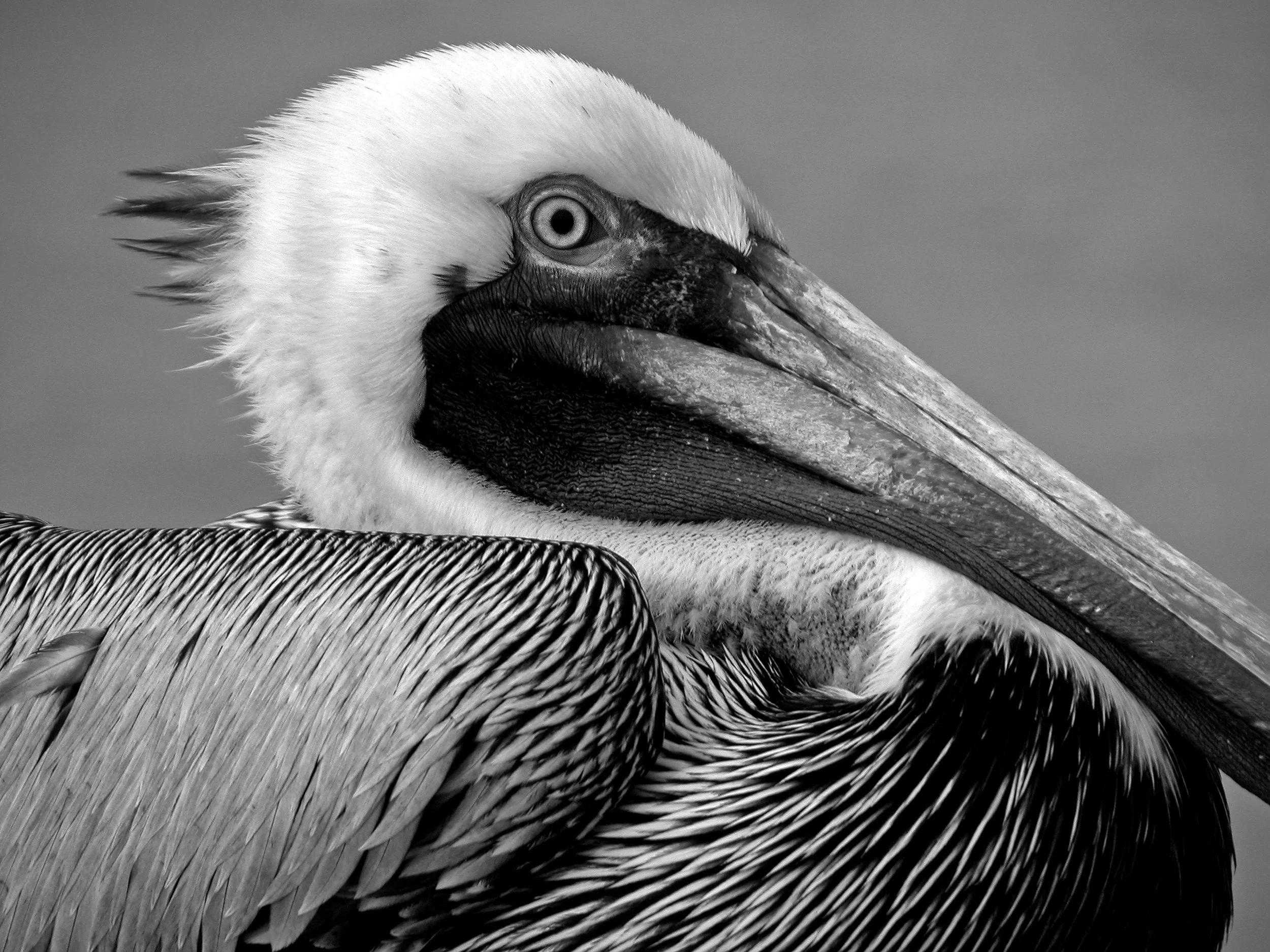 2.Brown Pelican : Pelícano Pardo  (Pelecanus occidentalis).jpg