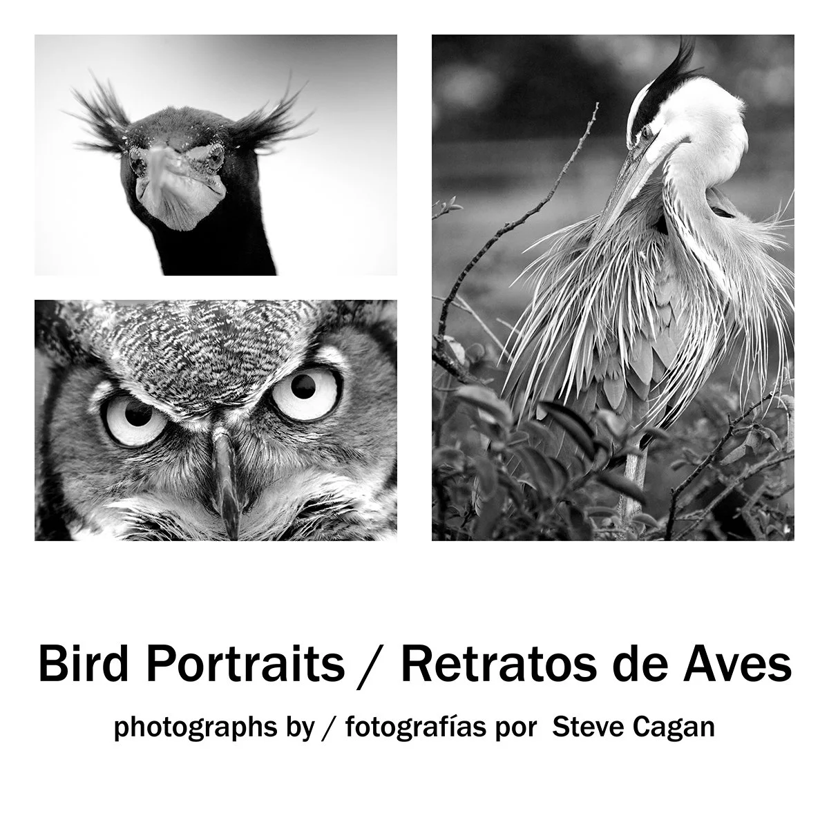 Bird Portraits-cover 1200.jpg