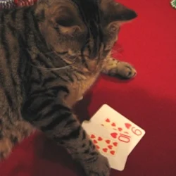 i have had two cats - one called elvis (playing cards in this picture - he was very smart!), and the cat I have now, called toto (named after the dog in wizard of oz, of course).