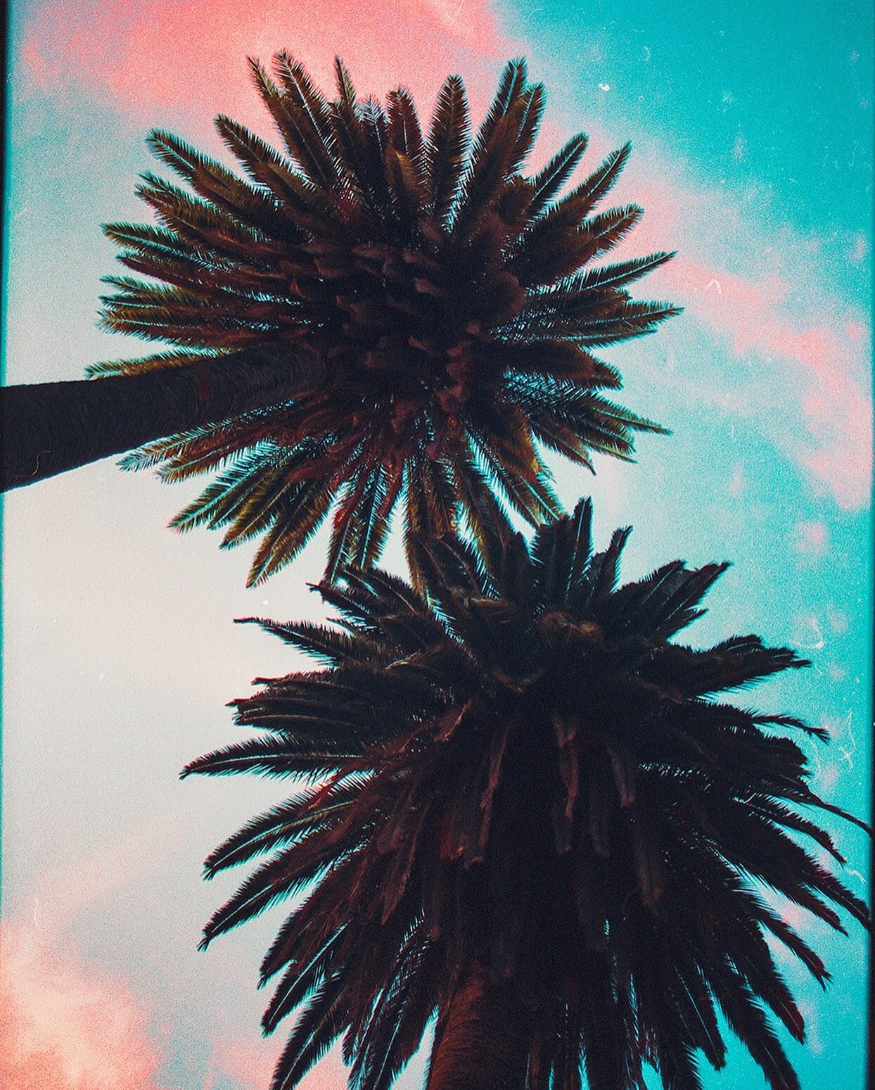 Palm trees are dumb or palm trees are cool I still can&rsquo;t decide
.

#cinestill800t #shootfilm #grainisgood #35analog #staybrokeshootfilm #photocinematica #thefilmgang #35mmbook #visualgrams #thinkveryfilm #35mm_look #supersweetstreet #nightwalke