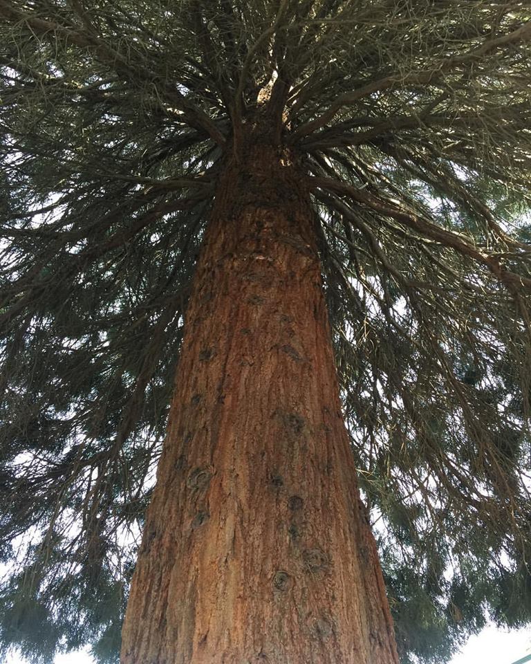 Western Red Cedar