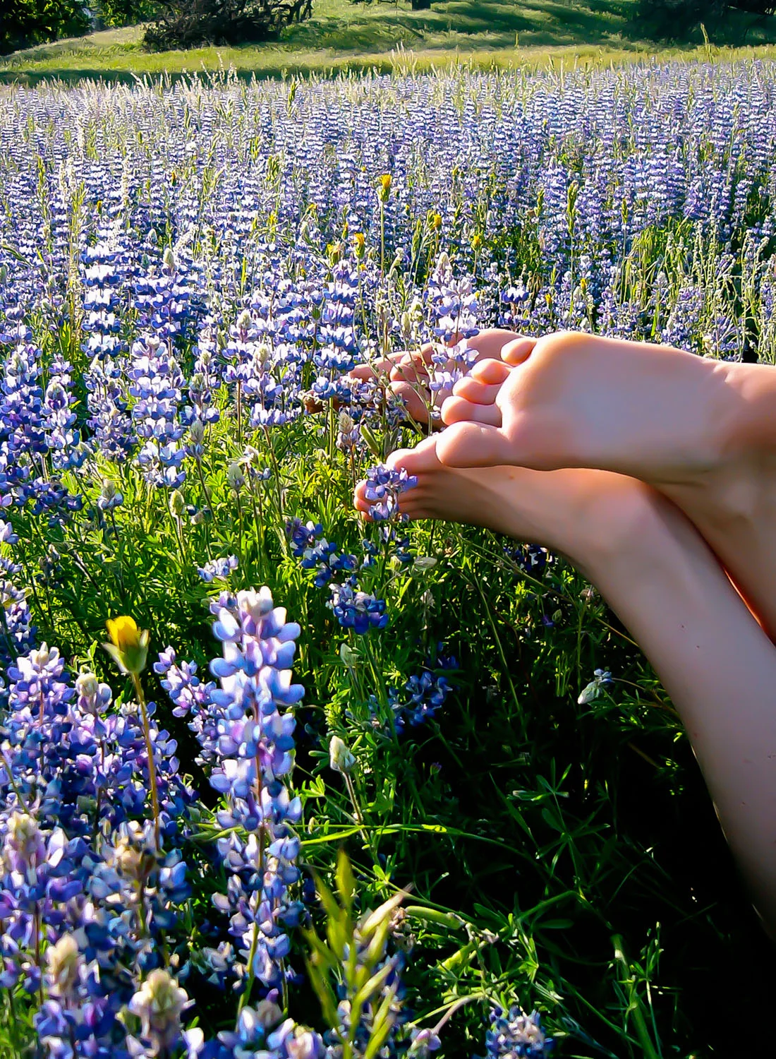 Lupin Feet 