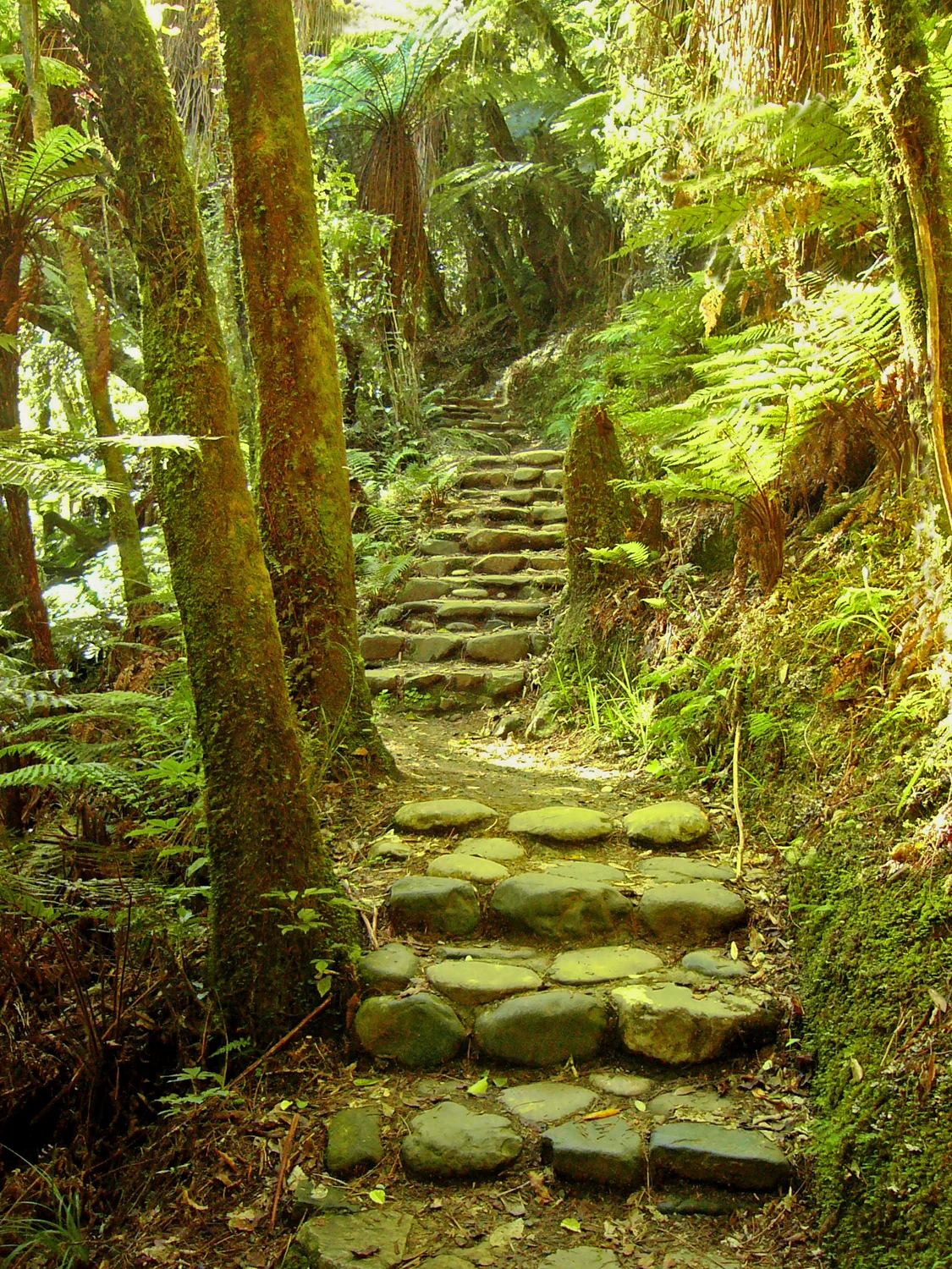 Fairy Path New Zealand