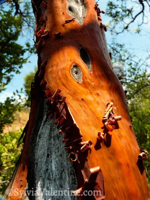 Golden Madrone