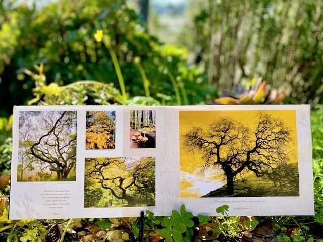 tree shot outside photo.jpeg