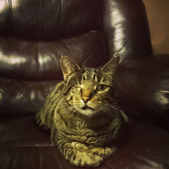Sir William (One Eyed Willie), one of several rescued felines.