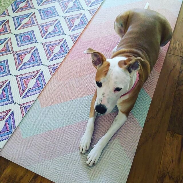 Somebody really likes the new mat designs! 💗 #dogyoga #prettylthings #yogaeveryday #happytuesday