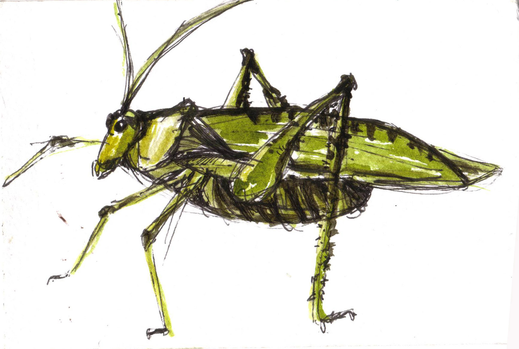Kaytidid-(ink-and-wash-on-paper)-A6-2006.jpg