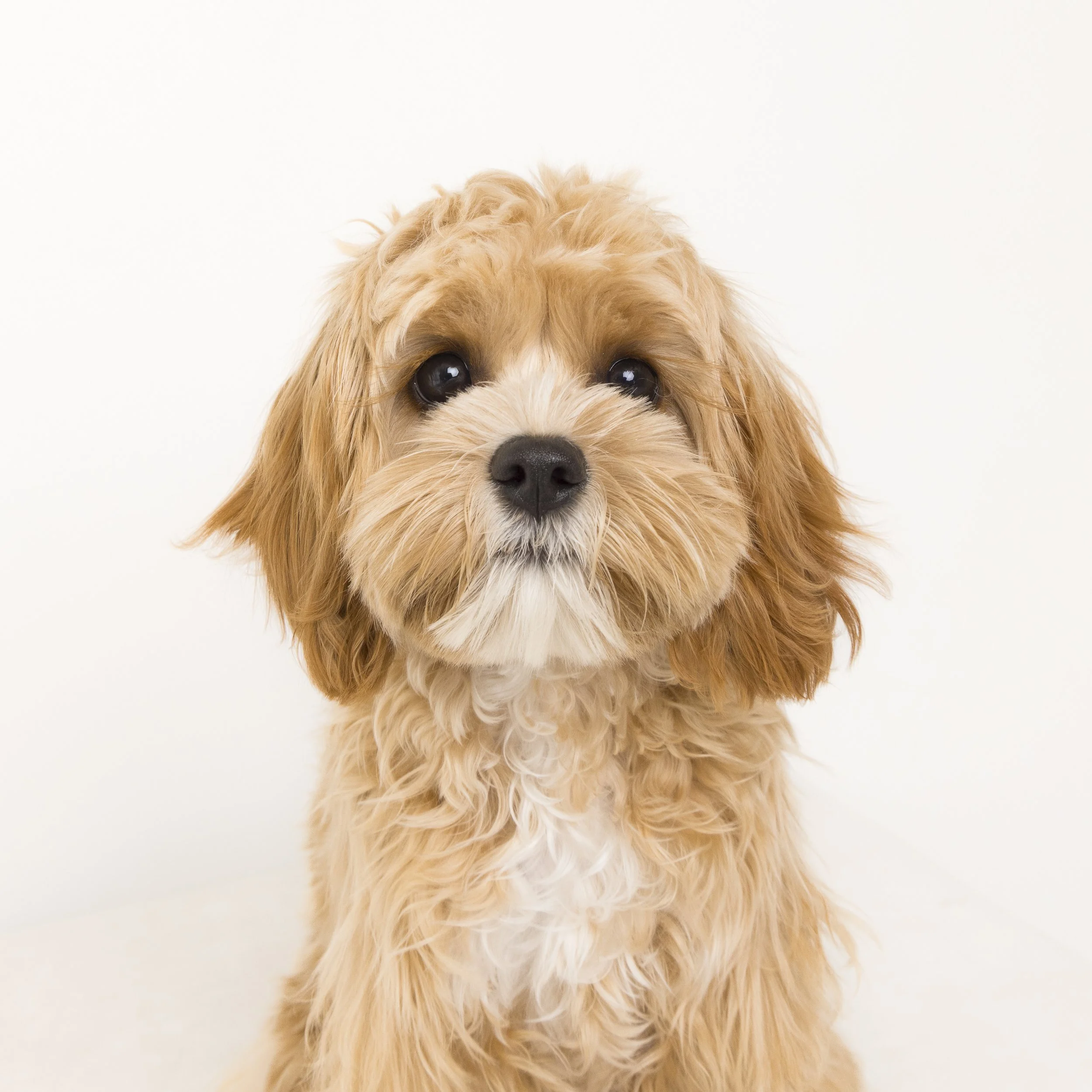 12x12_frame_Tan_Mia and Rosie_003.jpg