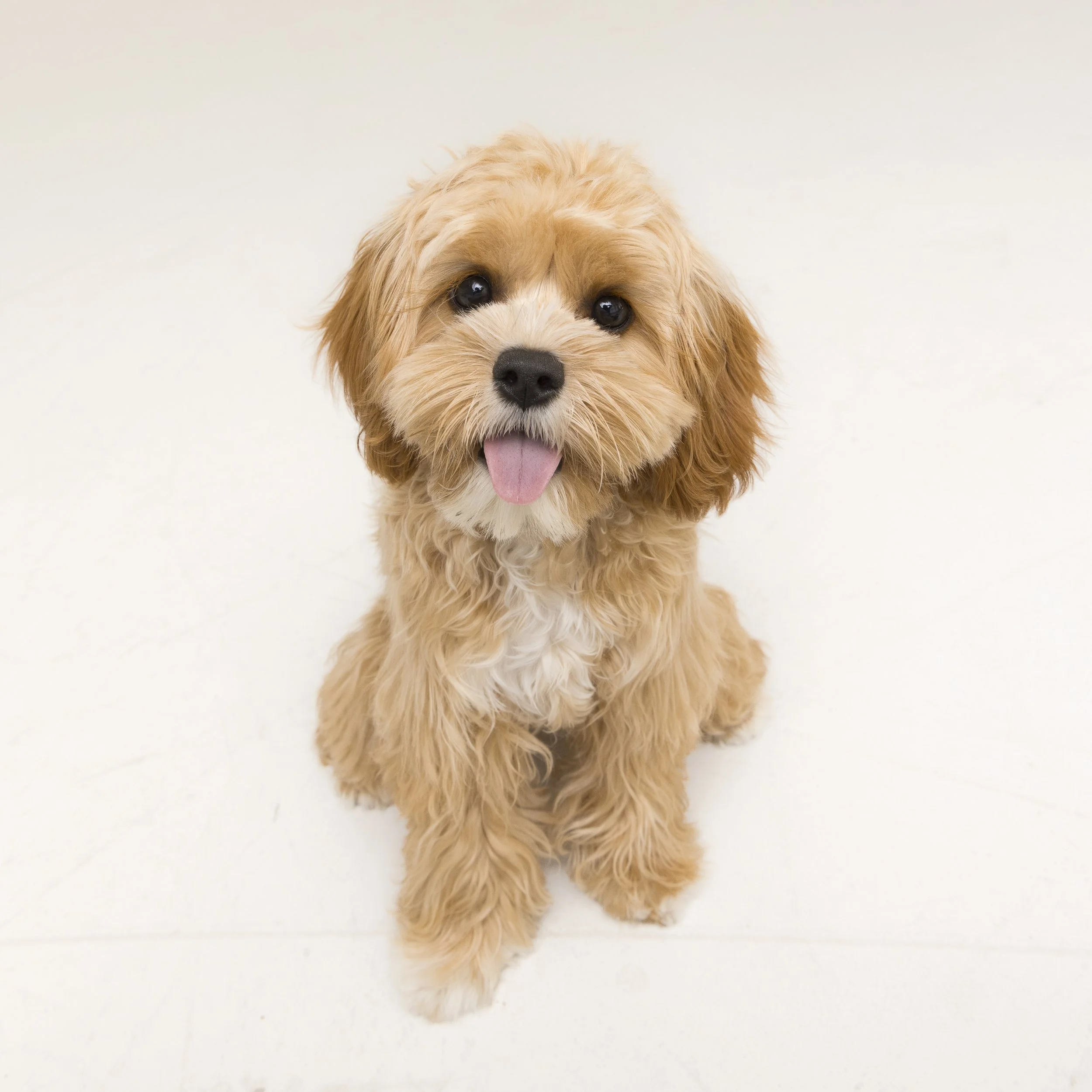 12x12_frame_Tan_Mia and Rosie_015.jpg