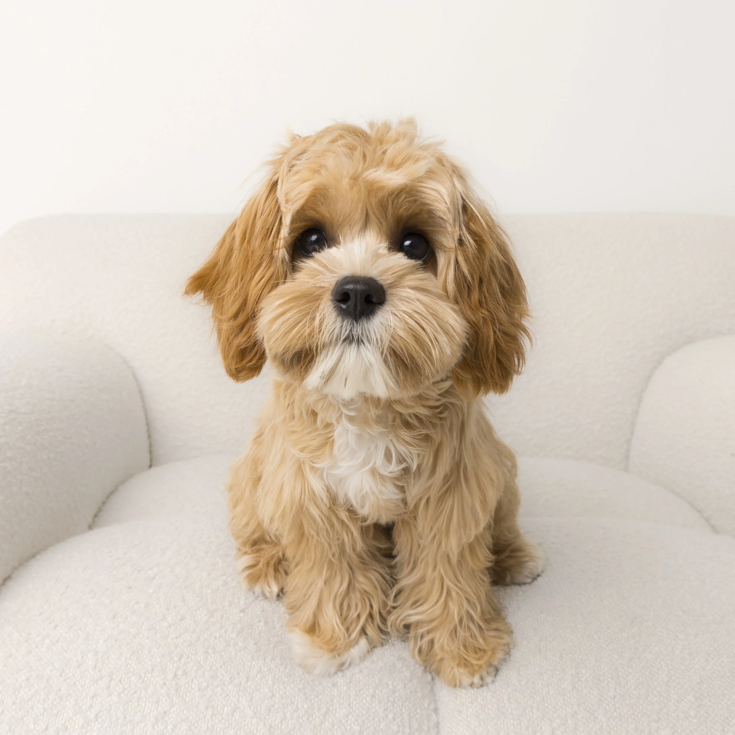 12x12_frame_Tan_Mia and Rosie_030.jpg