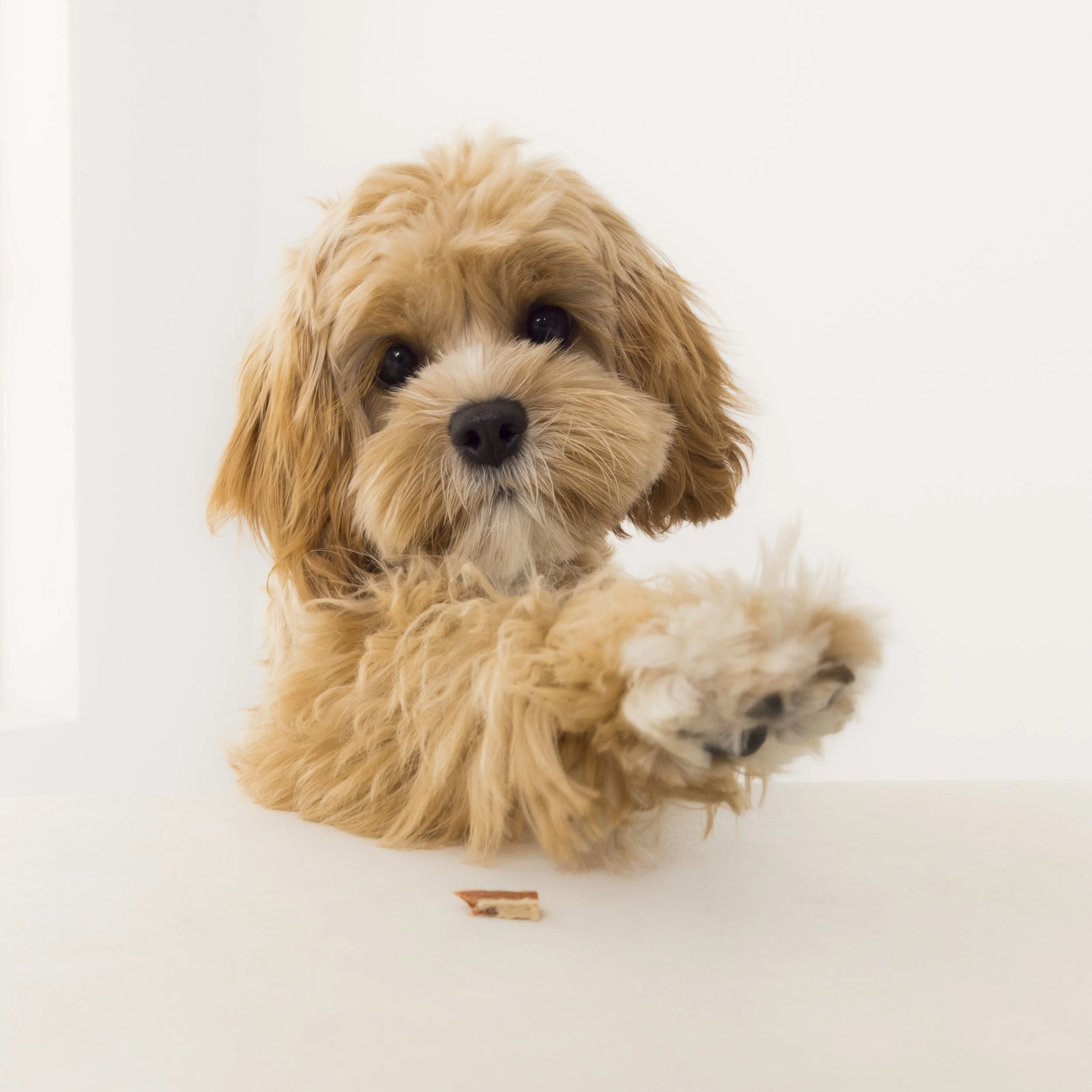 12x12_frame_Tan_Mia and Rosie_043.jpg