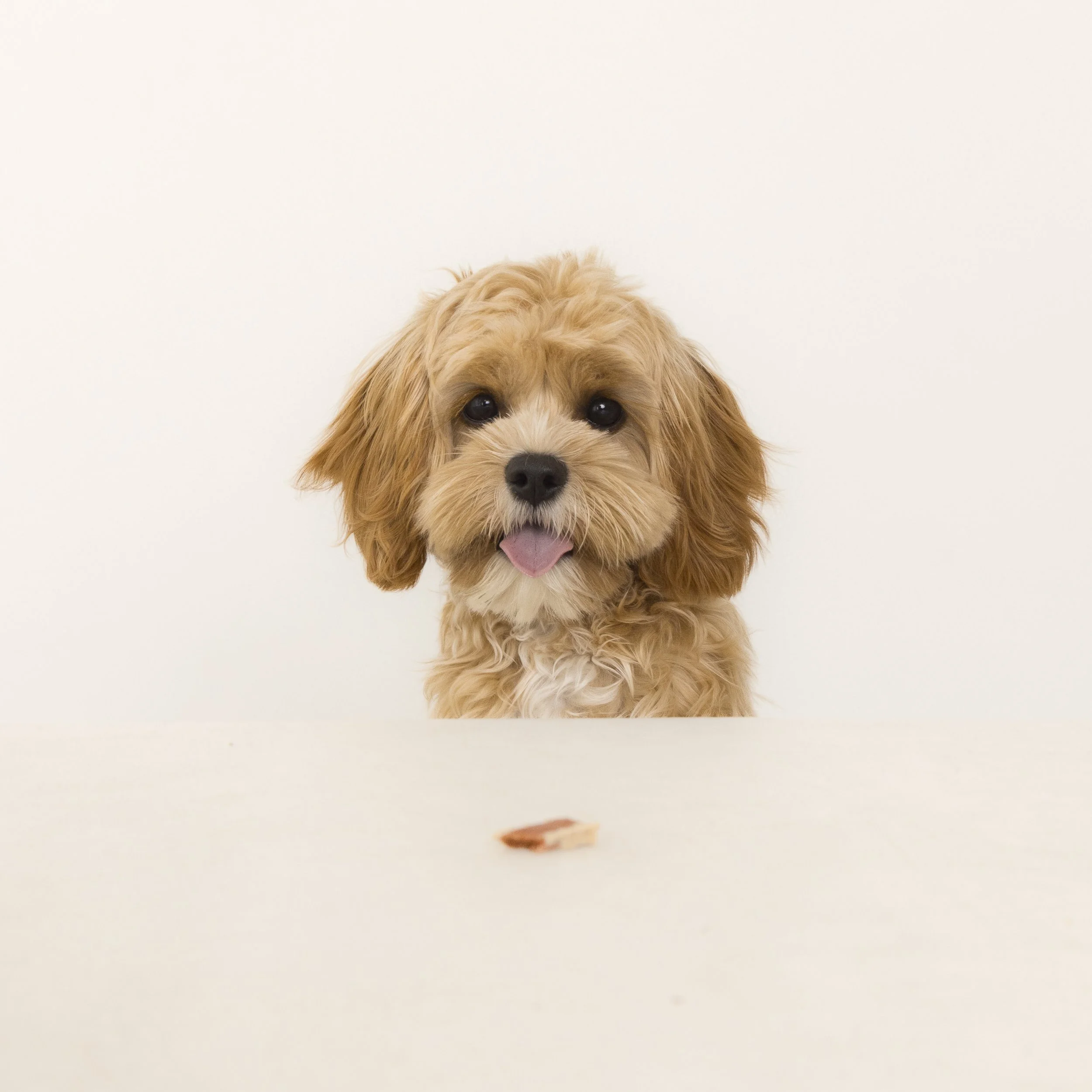 12x12_frame_Tan_Mia and Rosie_047.jpg