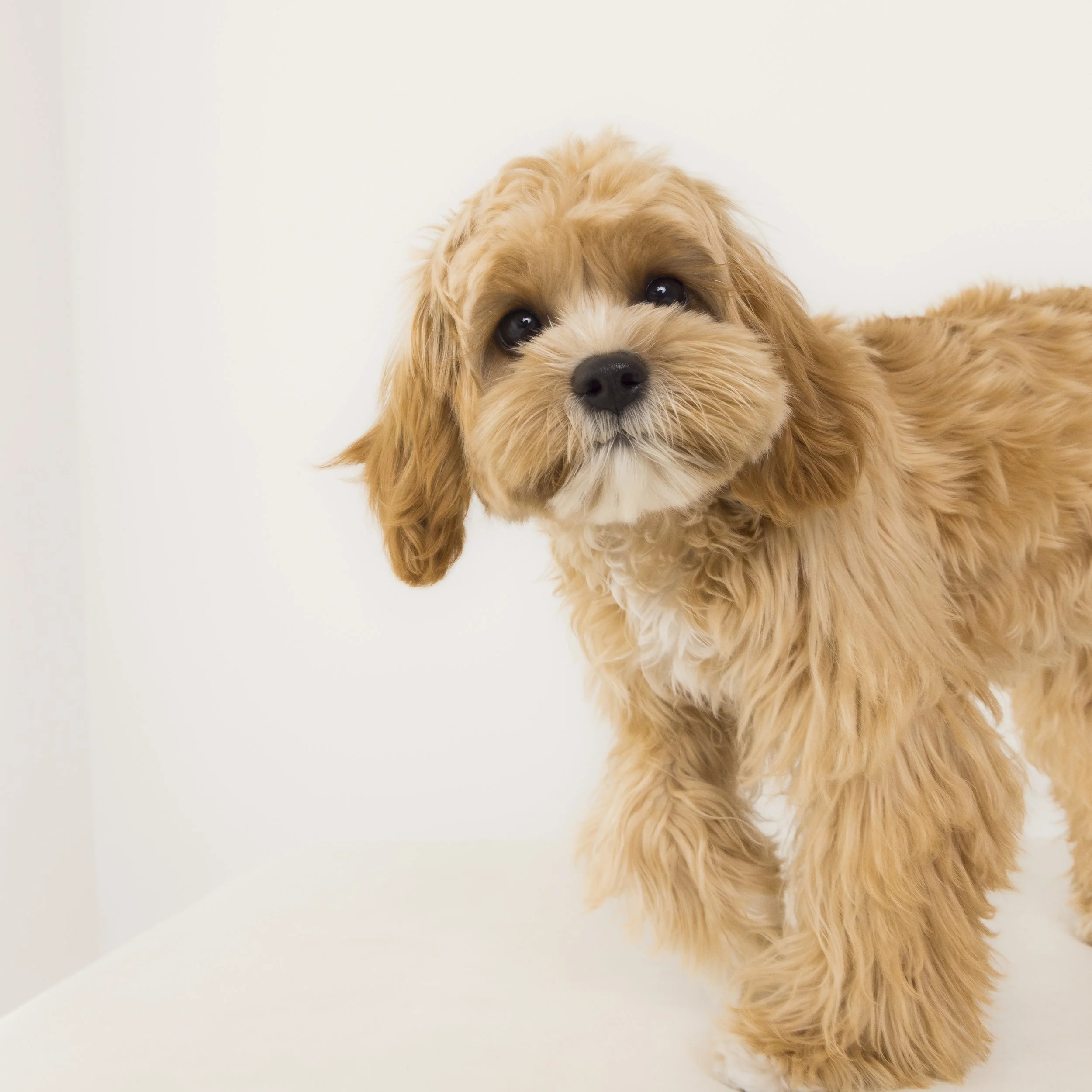 12x12_frame_Tan_Mia and Rosie_049.jpg