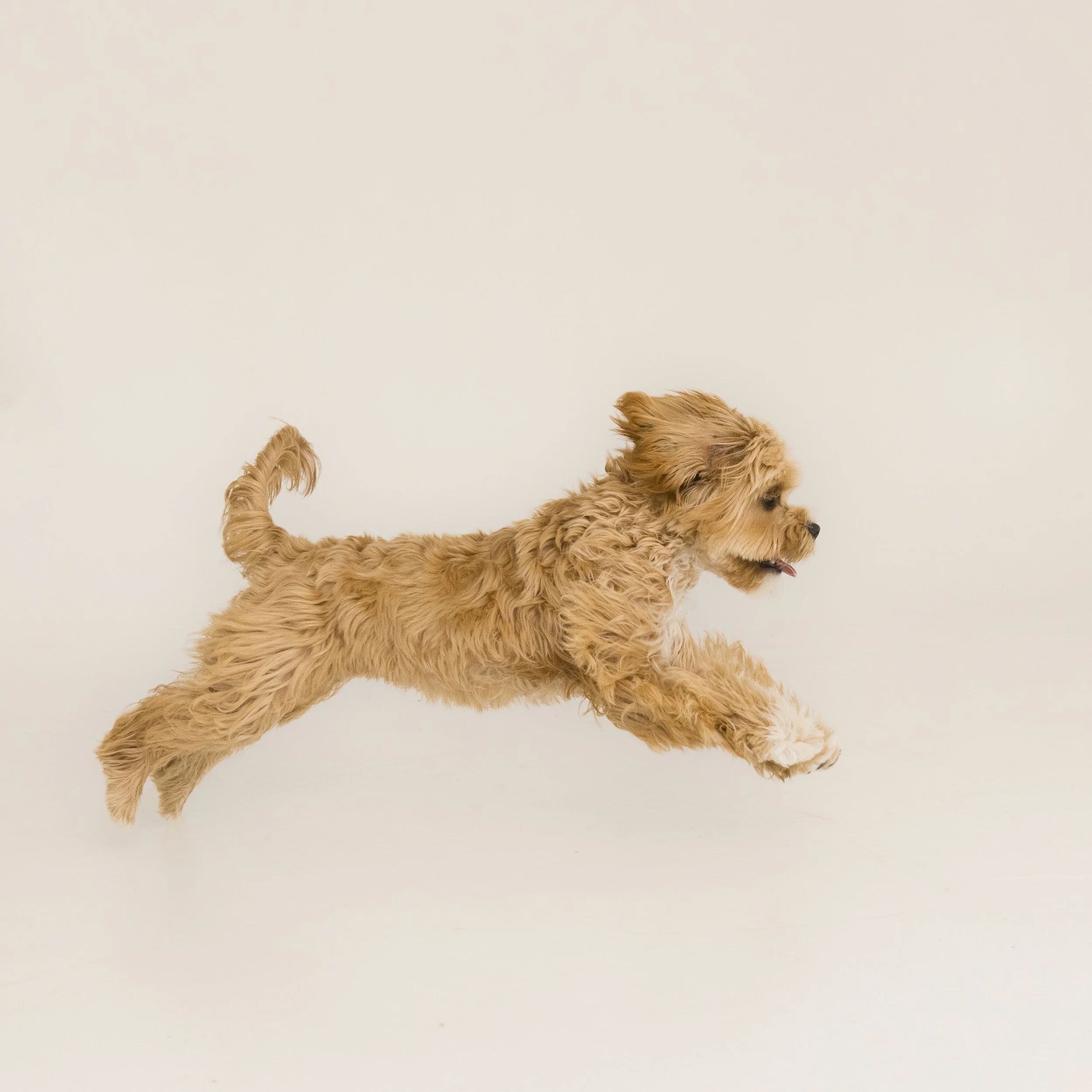 12x12_frame_Tan_Mia and Rosie_022.jpg