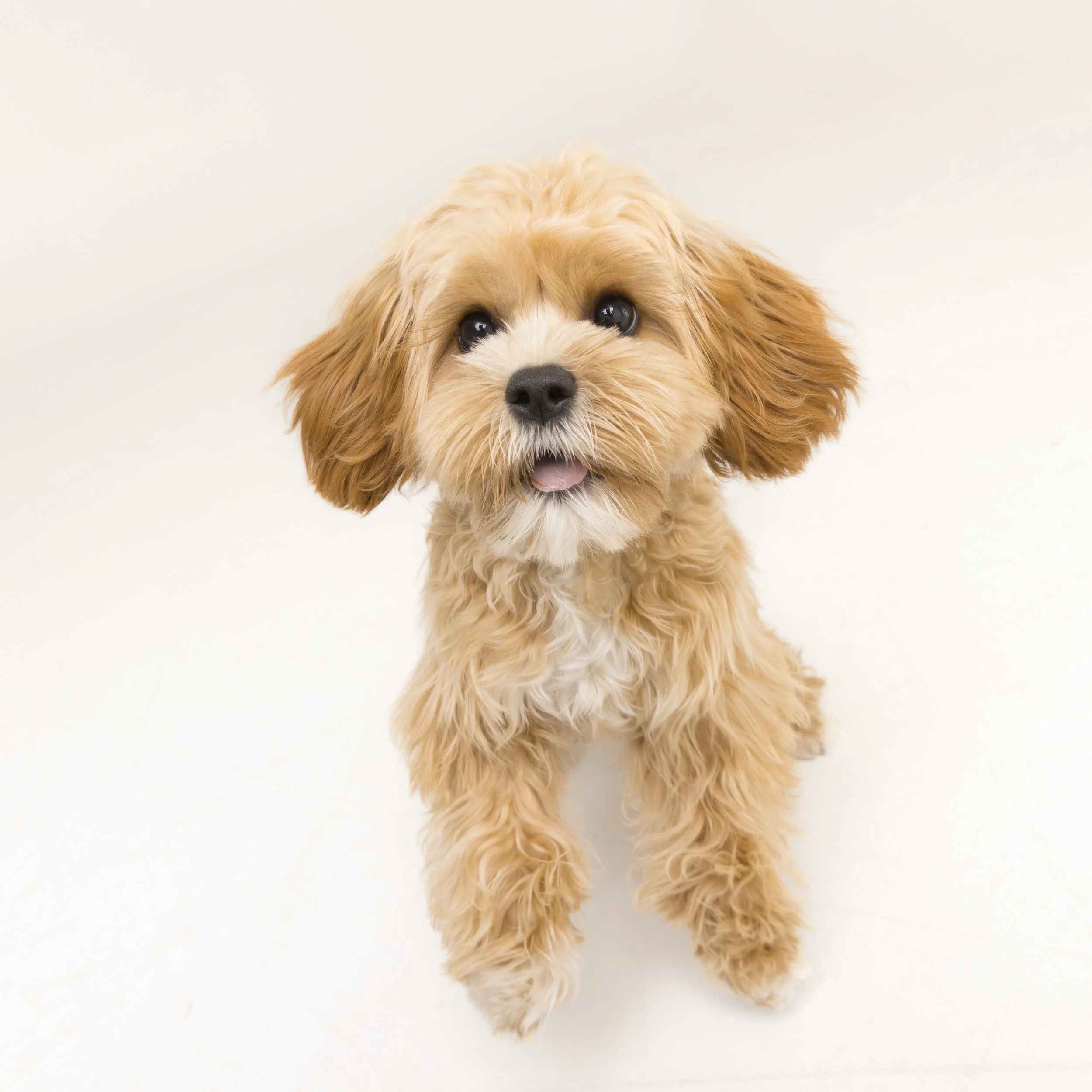 12x12_frame_Tan_Mia and Rosie_016.jpg