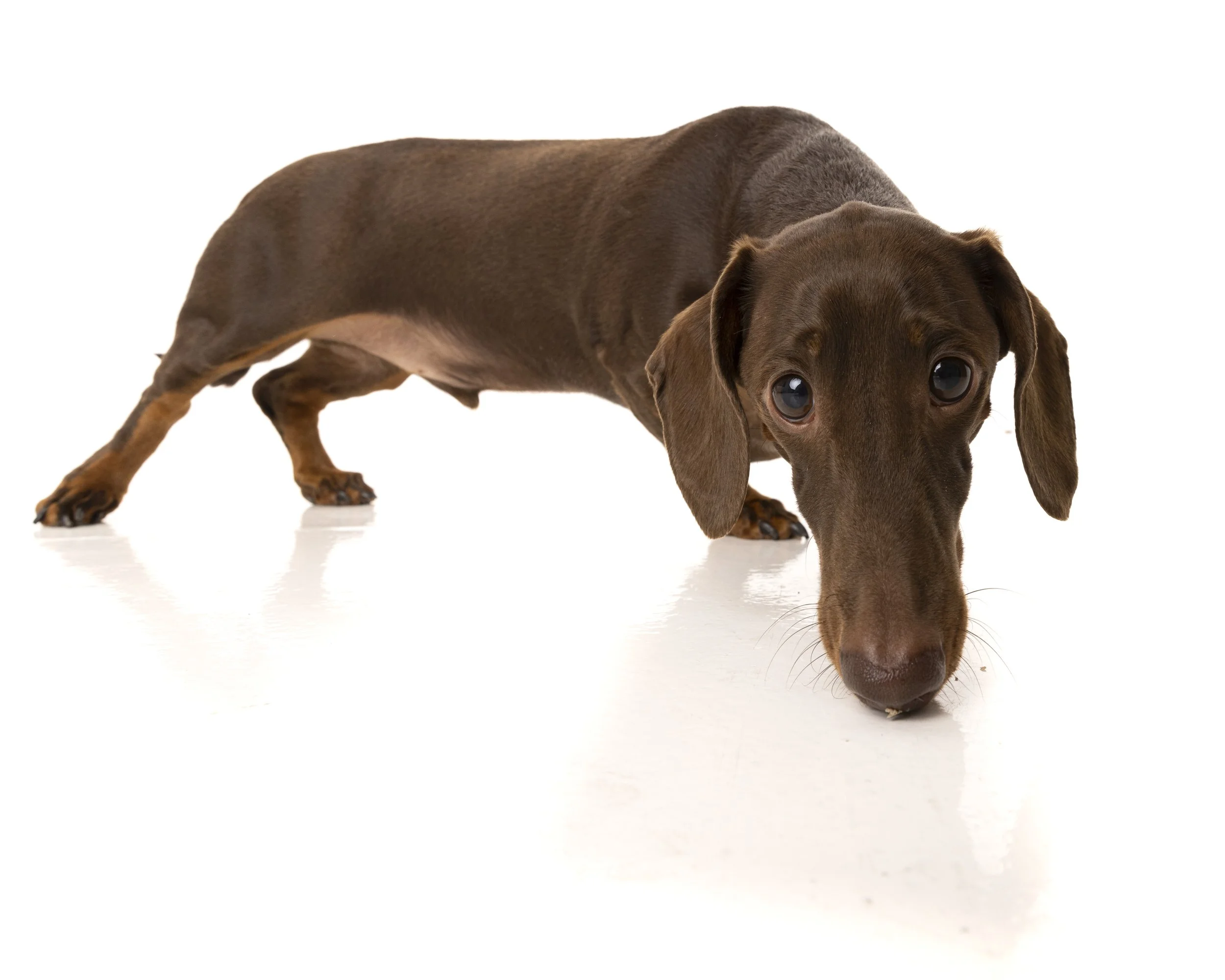 Franklin_Dacshund_Griffiths_006.JPG