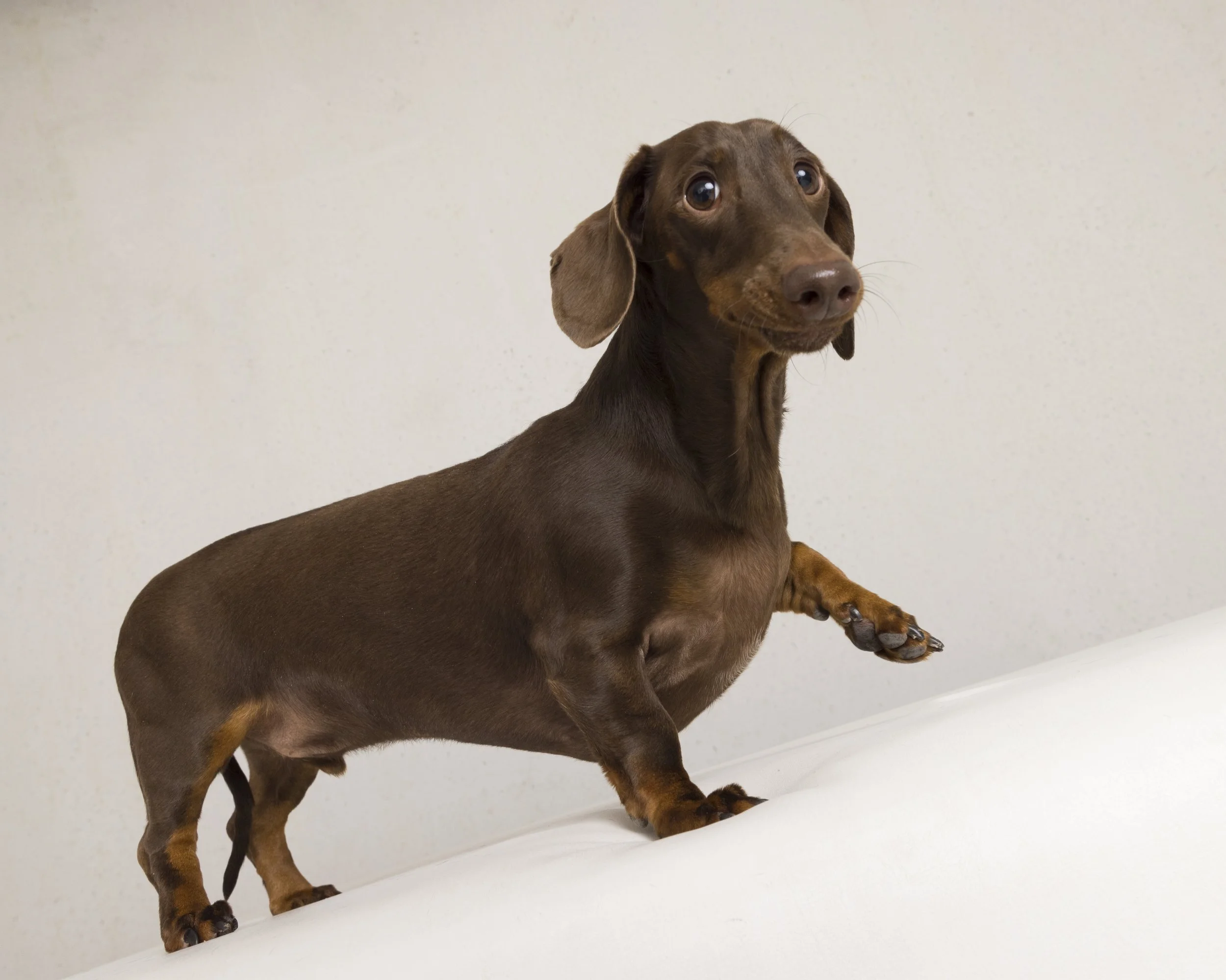 Franklin_Dacshund_Griffiths_003.JPG