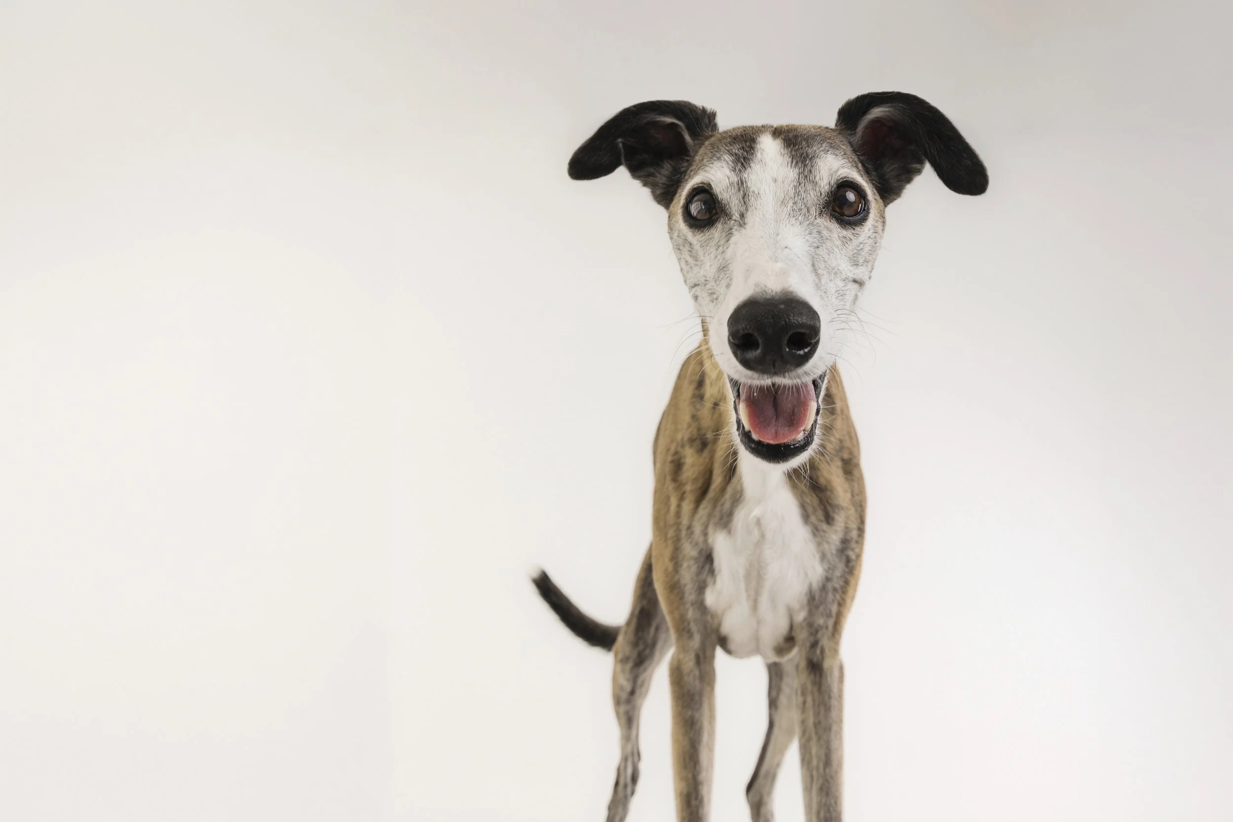 whippet.jpg