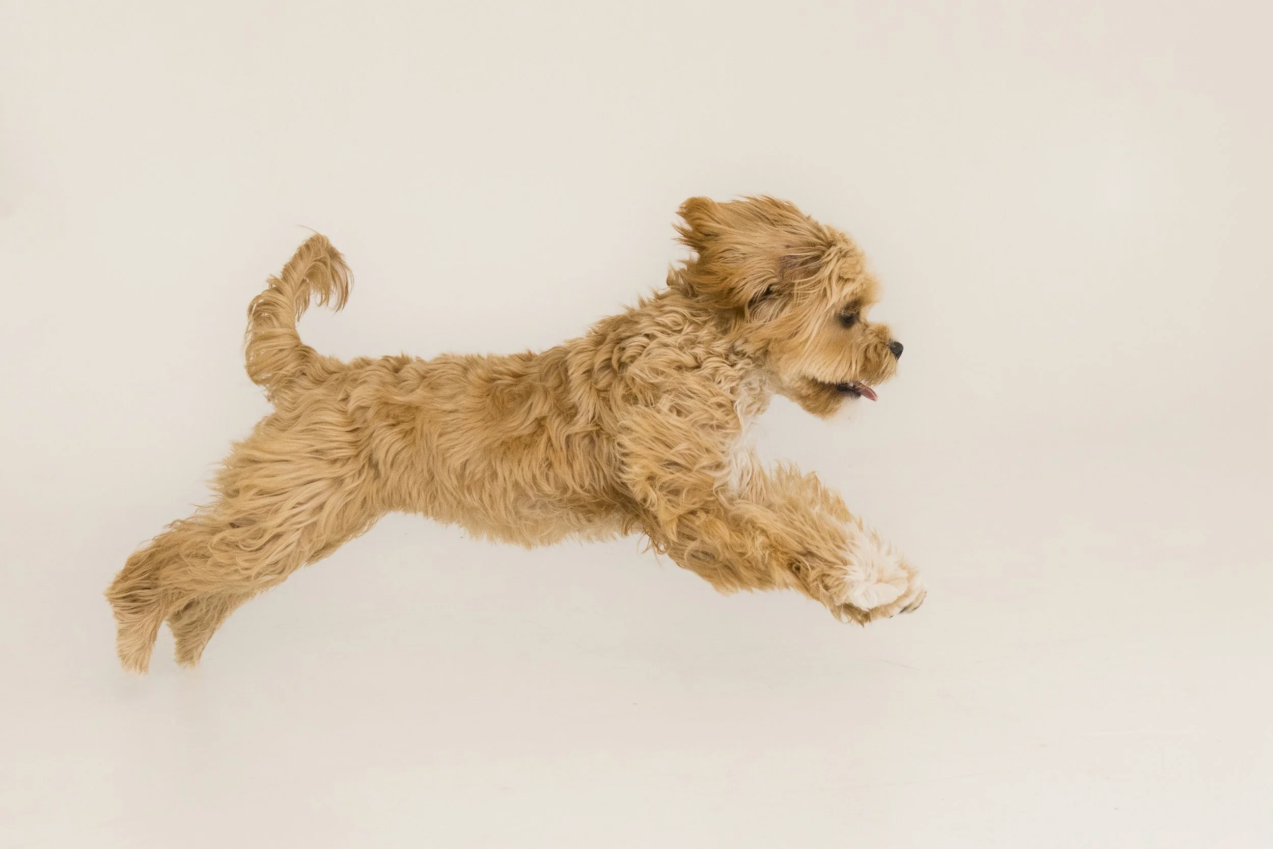 12x12_frame_Tan_Mia and Rosie_022.jpg