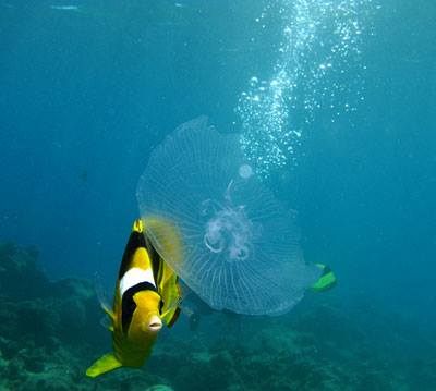 WWOW: SCUBA