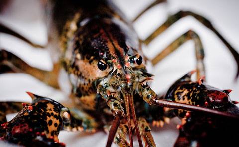 WWOW: Lobster