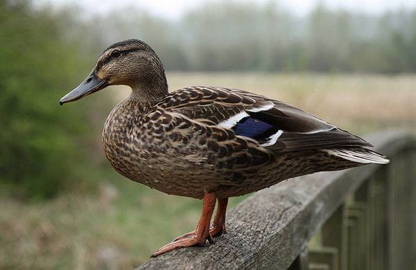 WWOW: Quack